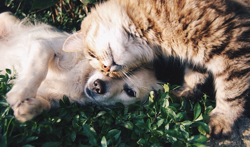 cane e gatto 2